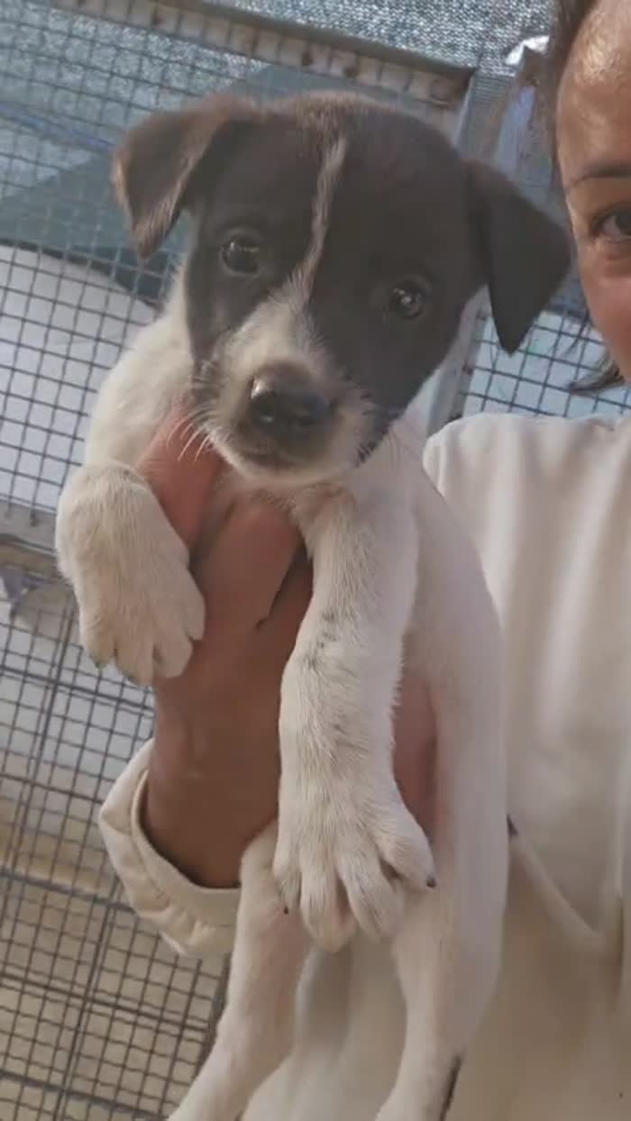 Alan meraviglioso cucciolo bianco nero cerca casa
