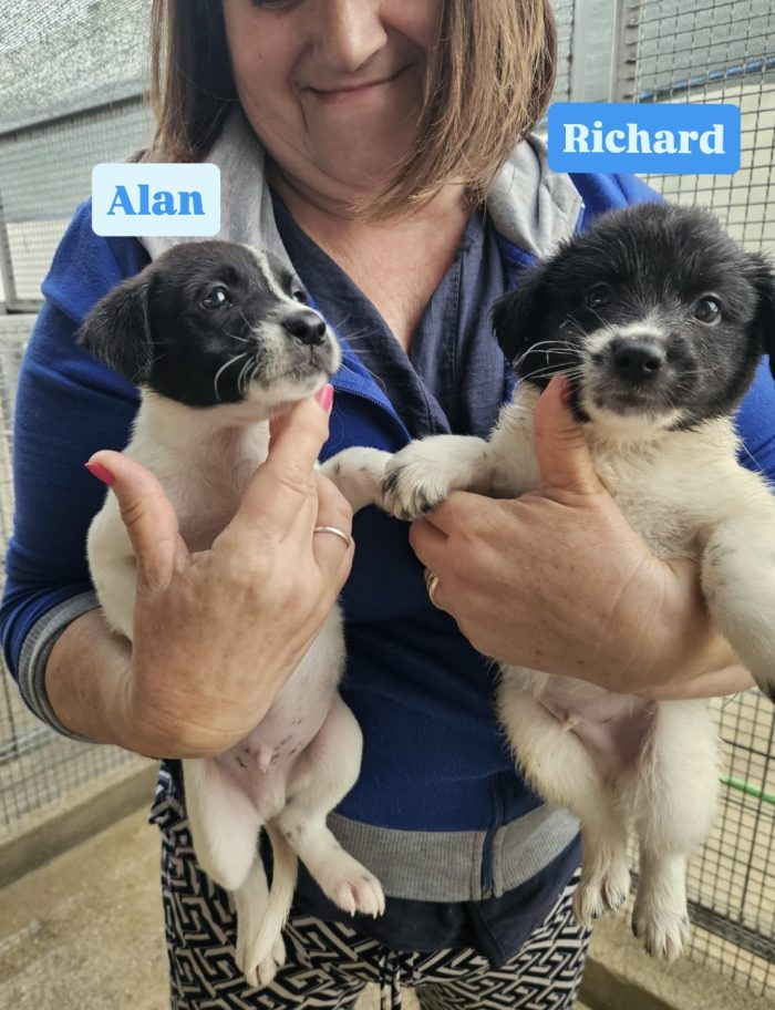 Alan meraviglioso cucciolo bianco nero cerca casa