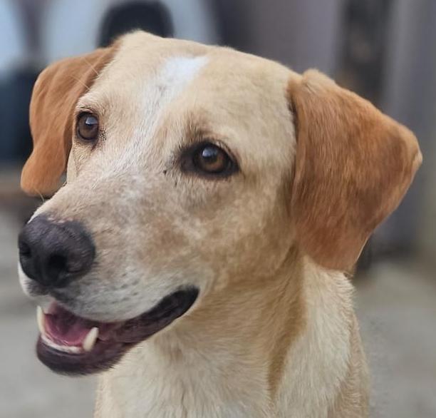 BUTTATI IN UN SACCHETTO COME SPAZZATURA. ORA MARCISCONO IN UN BOX 💔 - media 5