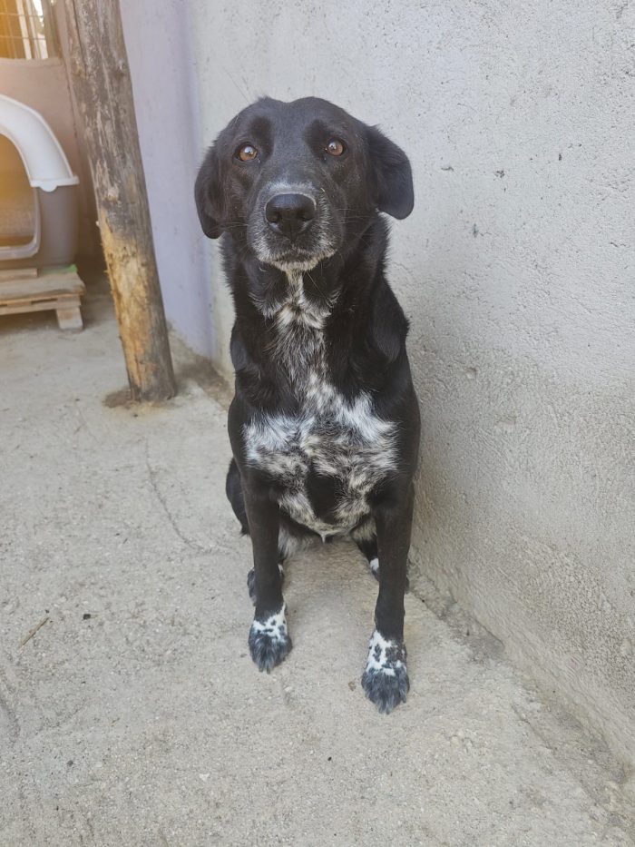 BUTTATI IN UN SACCHETTO COME SPAZZATURA. ORA MARCISCONO IN UN BOX 💔