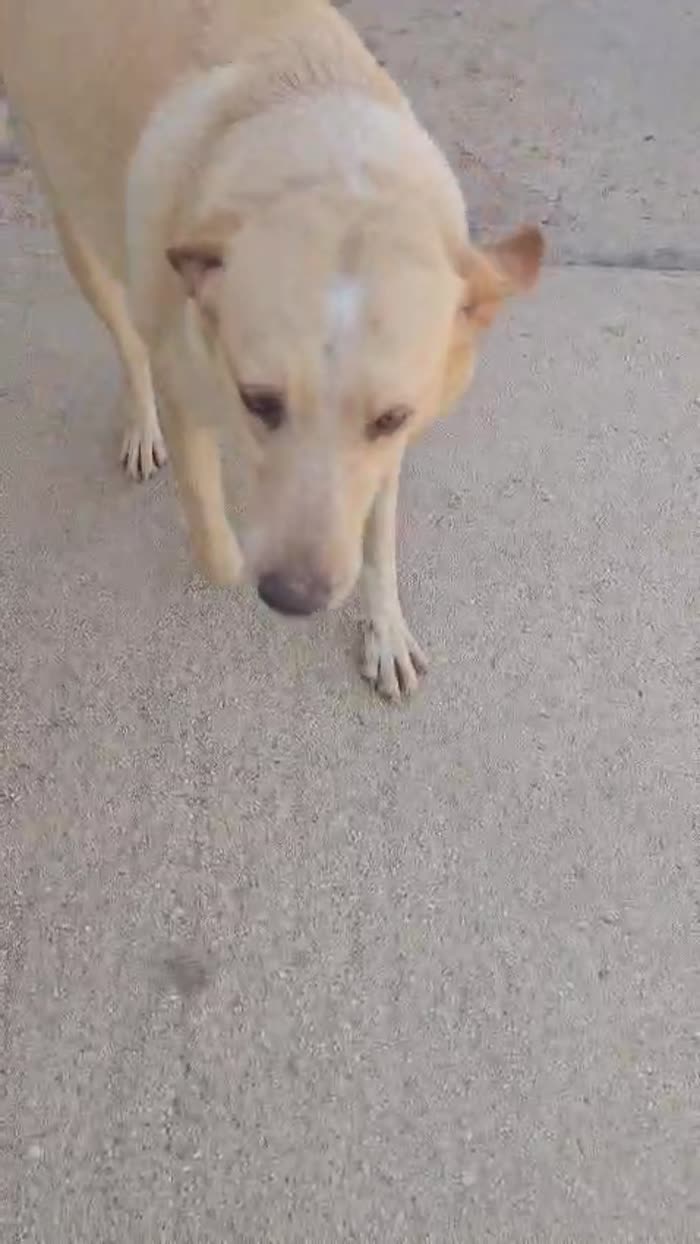 BUTTATI IN UN SACCHETTO COME SPAZZATURA. ORA MARCISCONO IN UN BOX 💔 - media 8