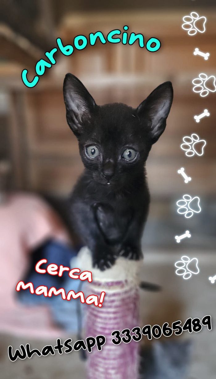 Gattino nero cerca mamma!