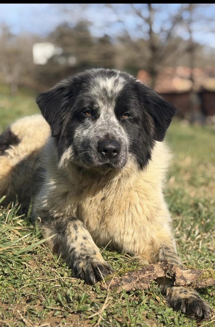 Asia , cane invisibile