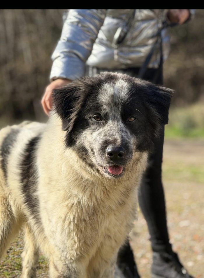 Asia , cane invisibile
