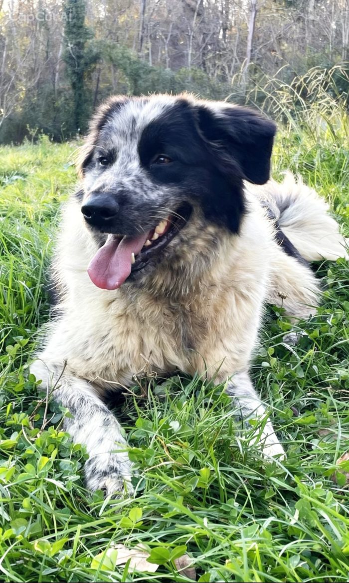 Asia , cane invisibile