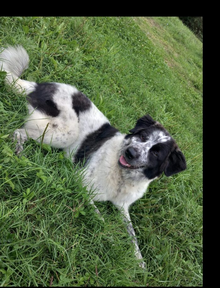 Asia , cane invisibile - media 4
