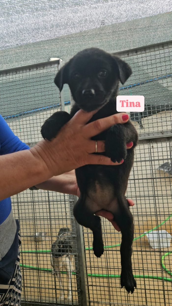 Tina splendida dolce cucciola nera cerca casa