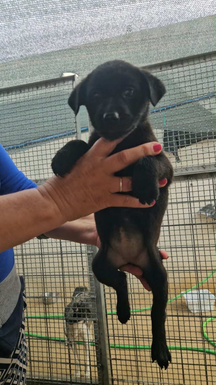 Tina splendida dolce cucciola nera cerca casa