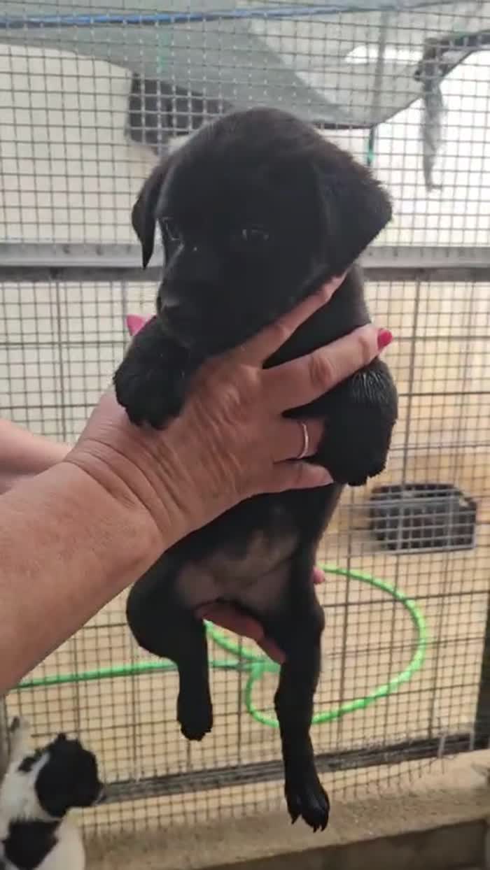 Tina splendida dolce cucciola nera cerca casa