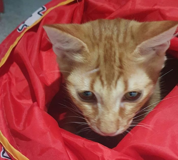 Giovannino, micio coccolone in cerca di una casa