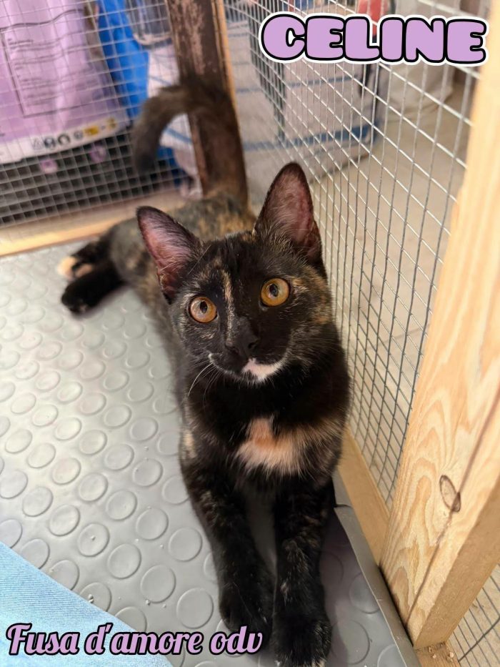 CELINE, affettuosissima gattina in adozione.