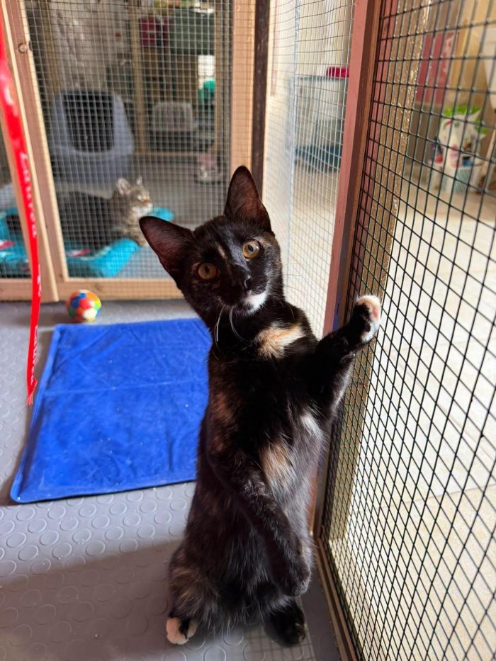 CELINE, affettuosissima gattina in adozione.