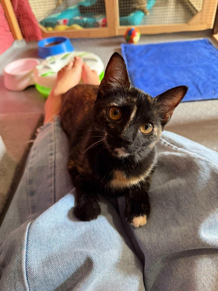 CELINE, affettuosissima gattina in adozione.