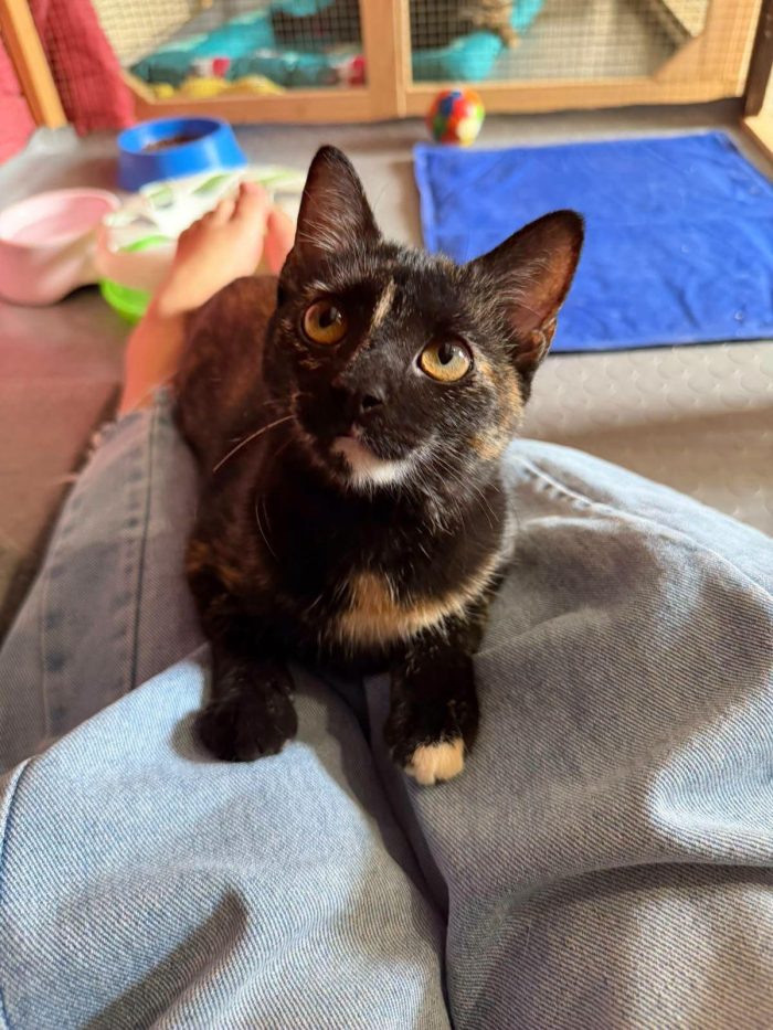 CELINE, affettuosissima gattina in adozione. - media 5