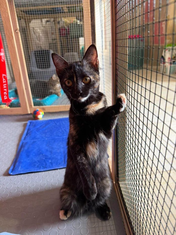CELINE, affettuosissima gattina in adozione. - media 4