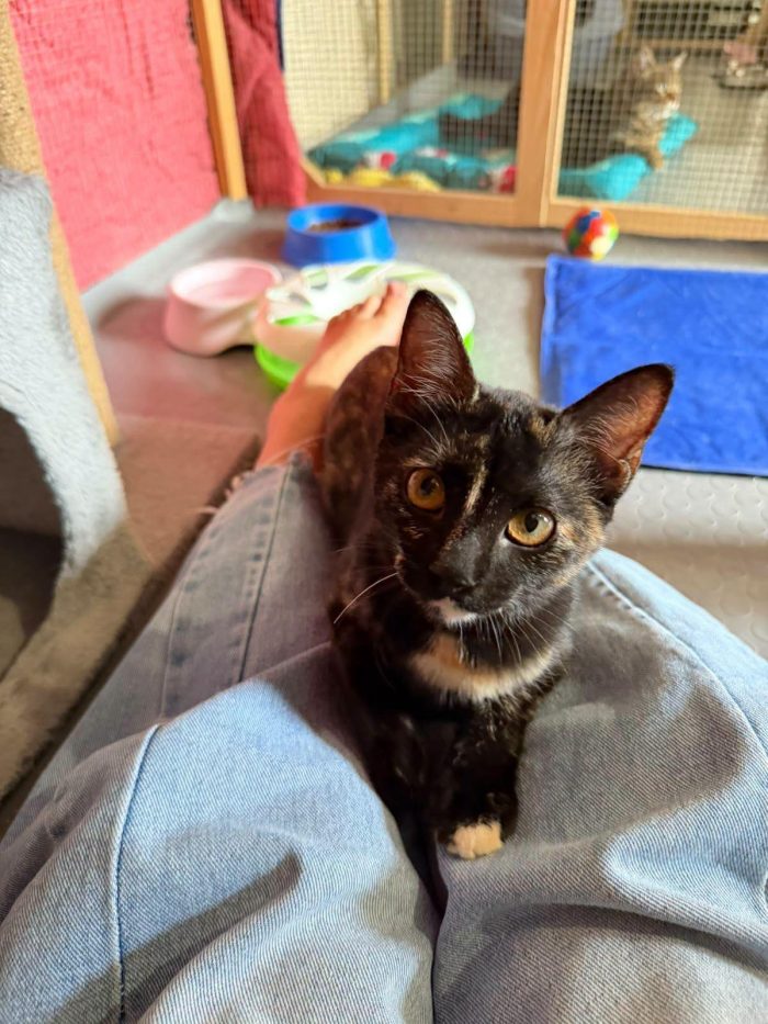 CELINE, affettuosissima gattina in adozione. - media 6