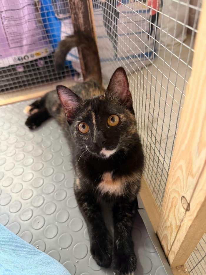 CELINE, affettuosissima gattina in adozione. - media 7
