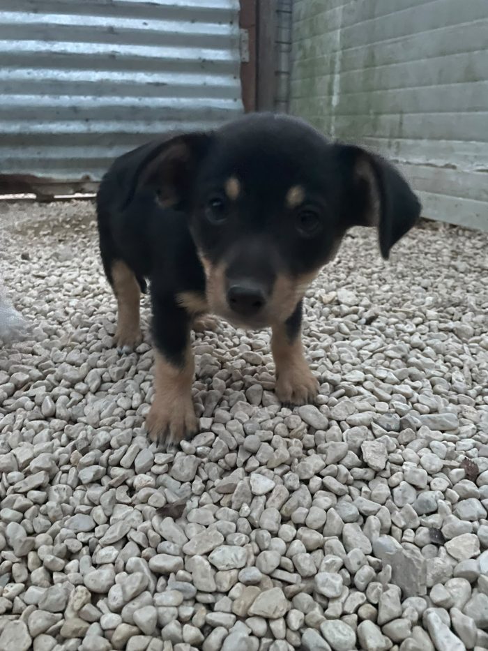 IL PICCOLO E DOLCE OTTO