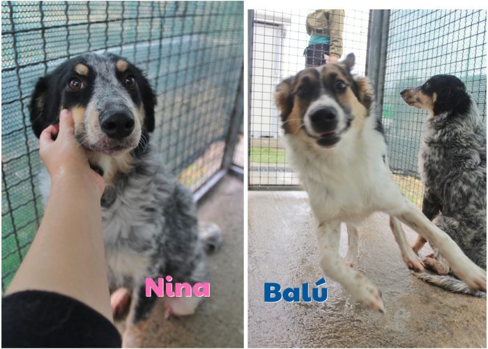 ❤️ NINA E BALÙ CERCANO CASA! ❤️