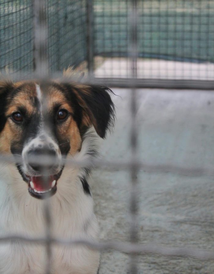 ❤️ NINA E BALÙ CERCANO CASA! ❤️ - media 7