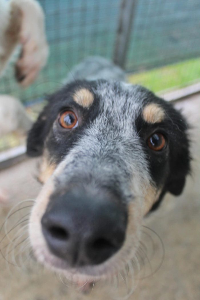❤️ NINA E BALÙ CERCANO CASA! ❤️ - media 9