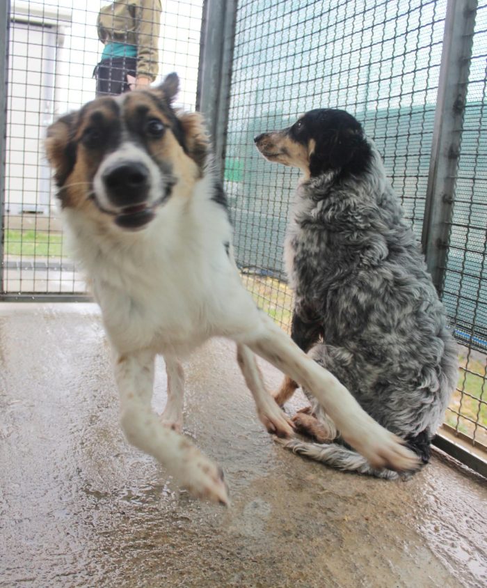 ❤️ NINA E BALÙ CERCANO CASA! ❤️ - media 10