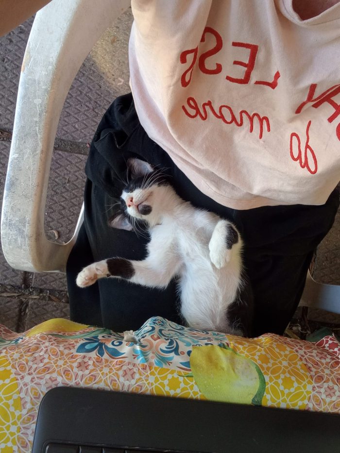 Dolcissimo gattino di 3 mesi