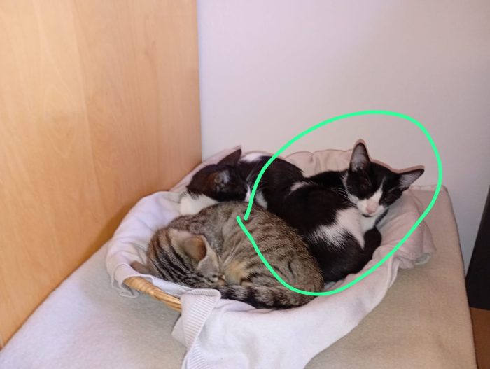 Dolcissimo gattino di 3 mesi