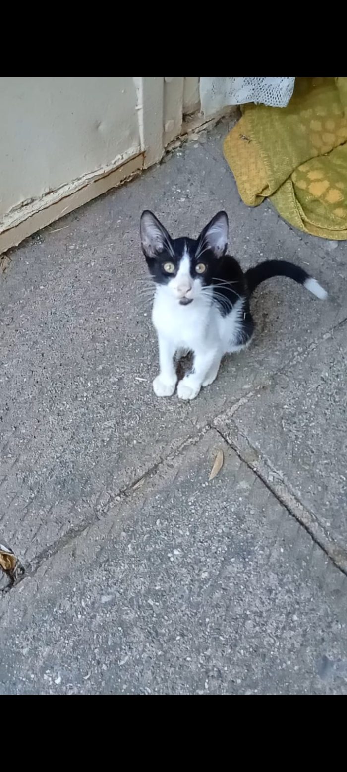 Dolcissimo gattino di 3 mesi