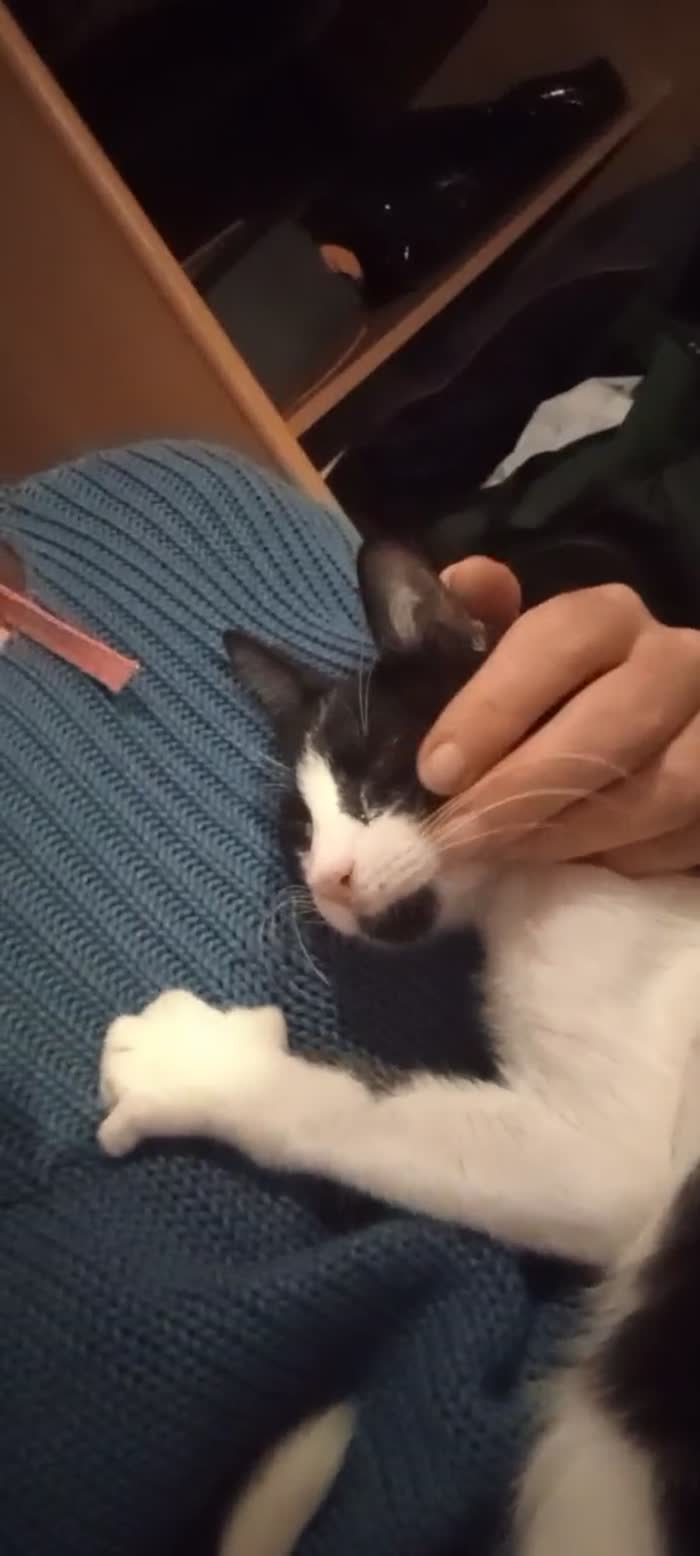Dolcissimo gattino di 3 mesi - media 4