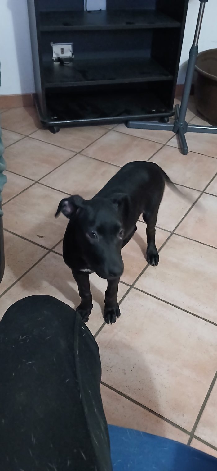 regalo tenero cucciolo