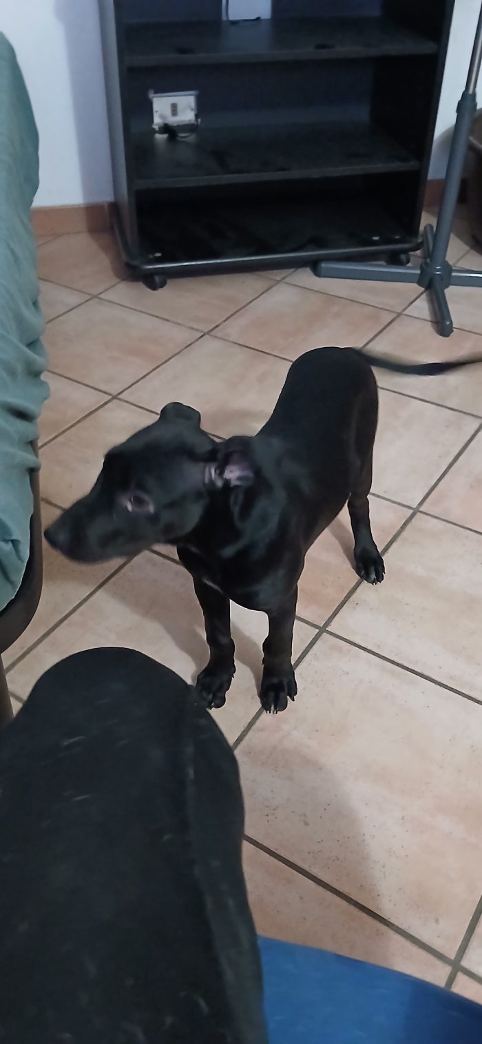 regalo tenero cucciolo