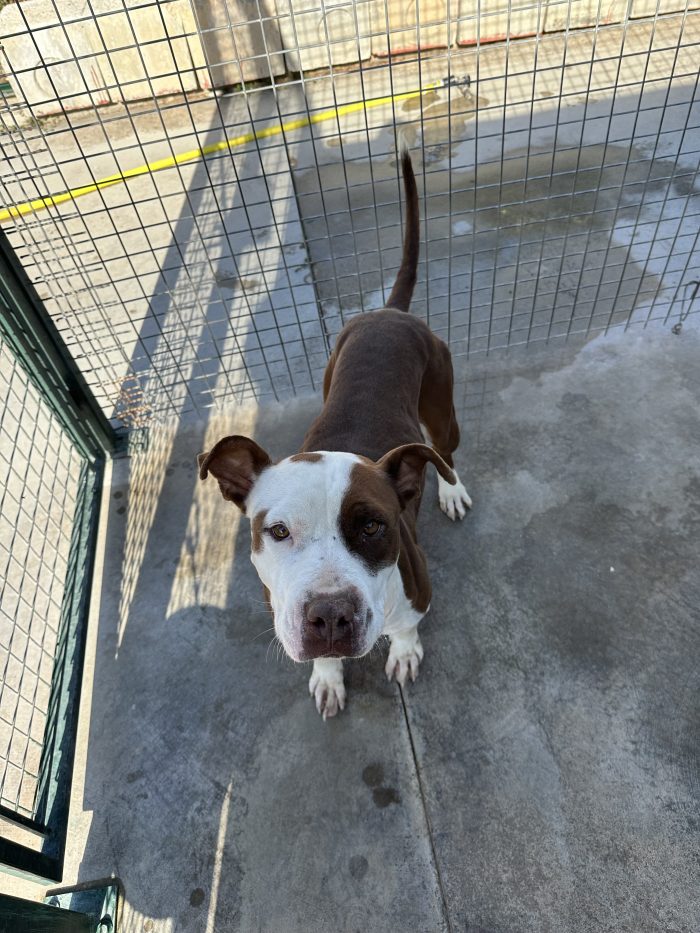 Dafne simil pitbull cerca casa 🤍🏡🙏