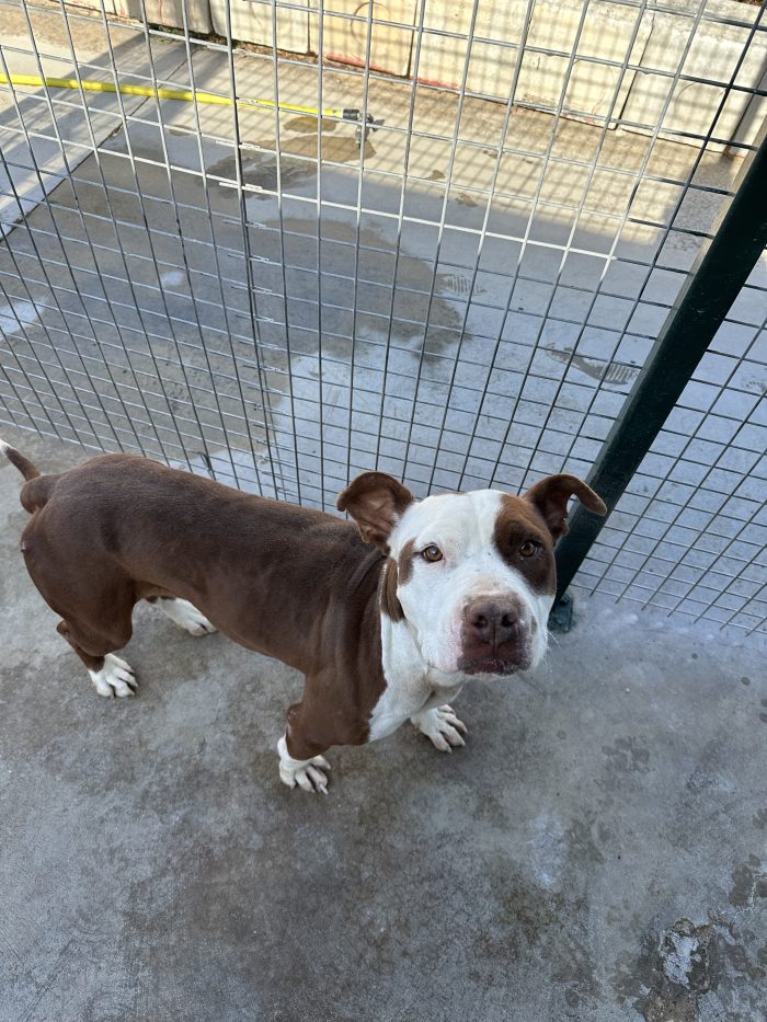 Dafne simil pitbull cerca casa 🤍🏡🙏