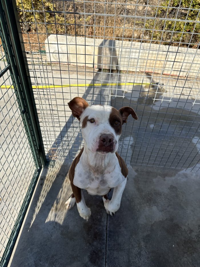 Dafne simil pitbull cerca casa 🤍🏡🙏