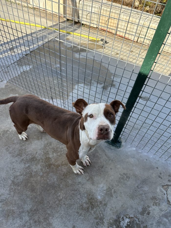 Dafne simil pitbull cerca casa 🤍🏡🙏 - media 4