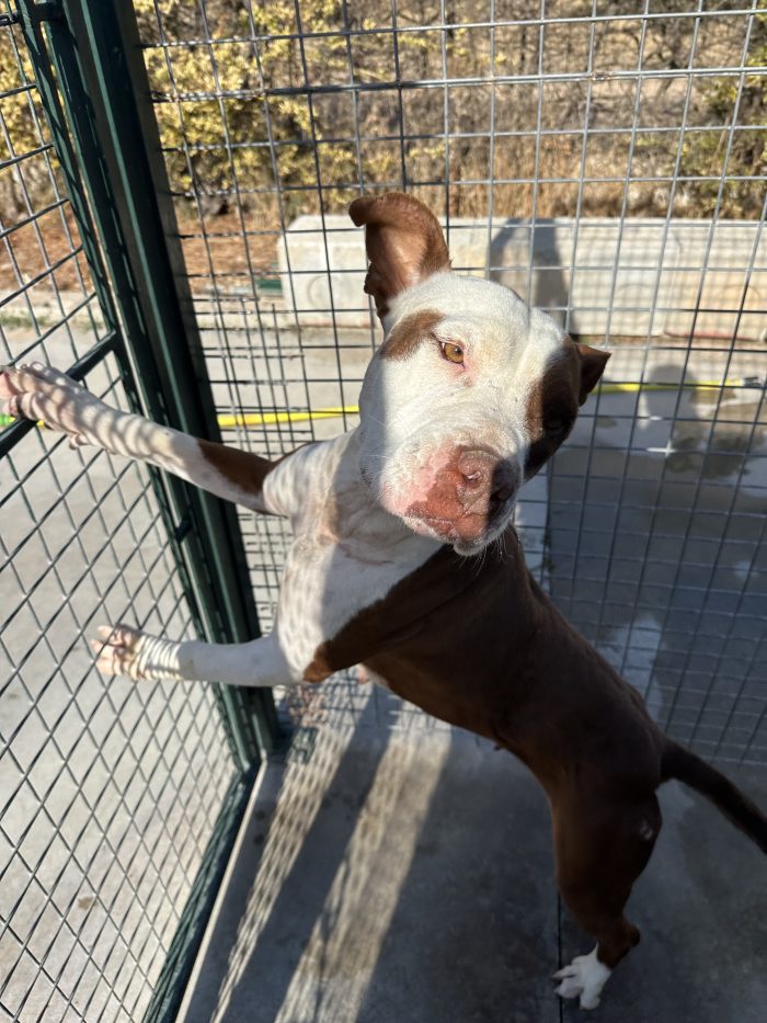 Dafne simil pitbull cerca casa 🤍🏡🙏 - media 5
