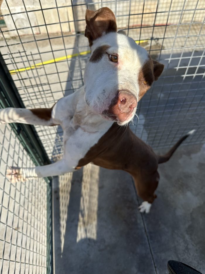 Dafne simil pitbull cerca casa 🤍🏡🙏 - media 6