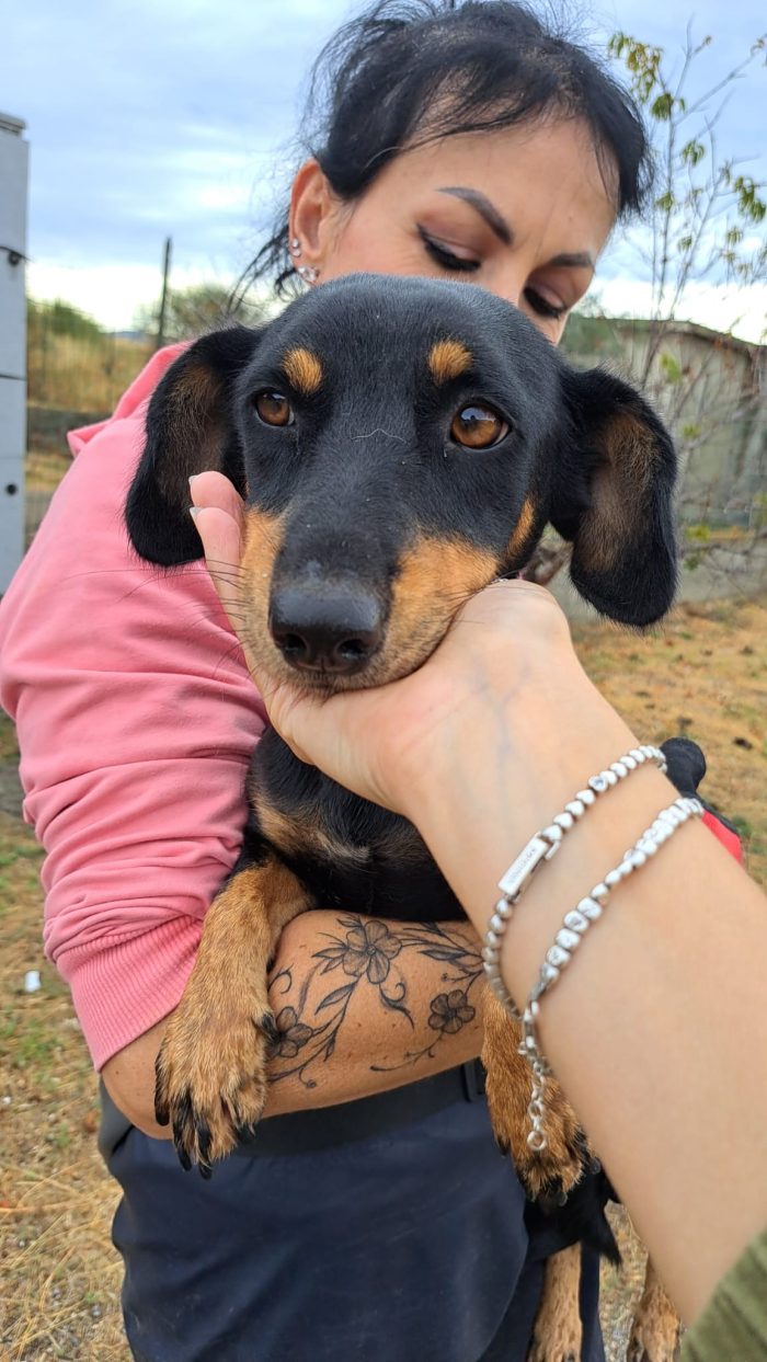 NINA, PICCOLA SIMIL BASSOTTO IN CERCA DI FAMIGLIA