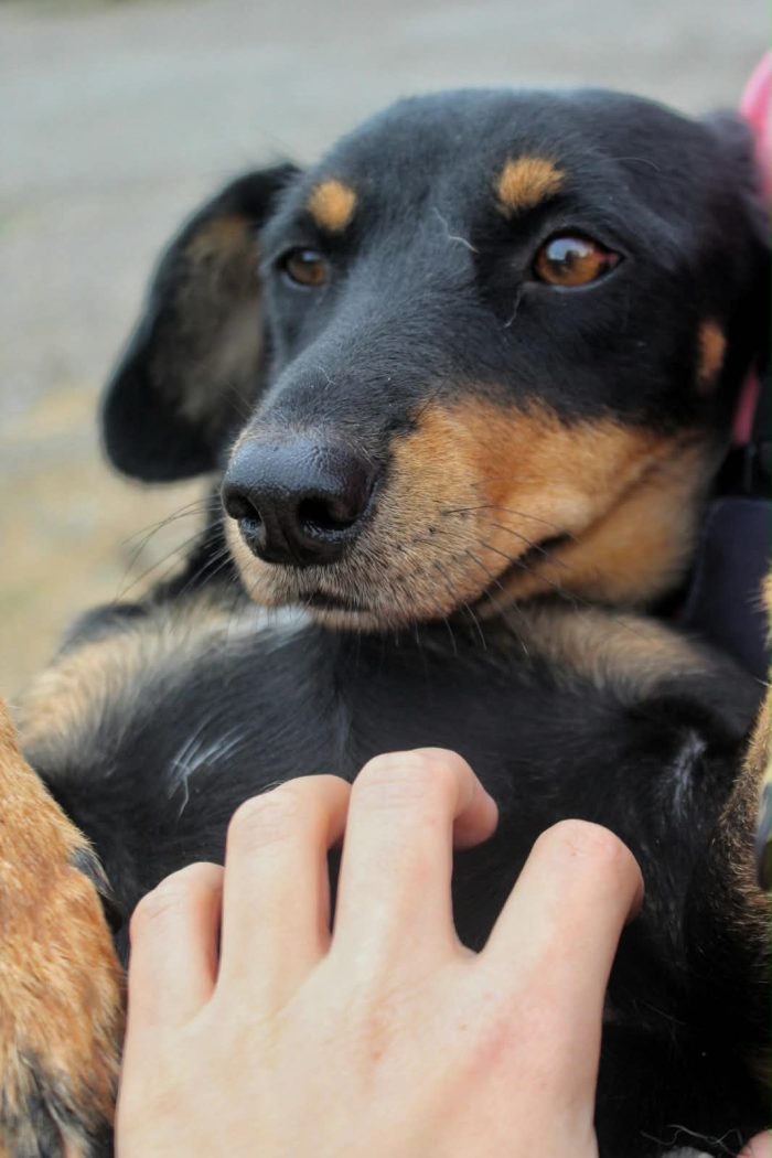 NINA, PICCOLA SIMIL BASSOTTO IN CERCA DI FAMIGLIA - media 4