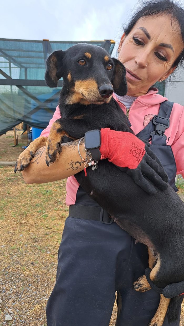 NINA, PICCOLA SIMIL BASSOTTO IN CERCA DI FAMIGLIA