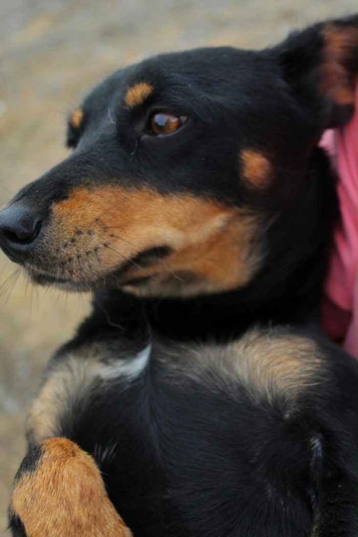 NINA, PICCOLA SIMIL BASSOTTO IN CERCA DI FAMIGLIA