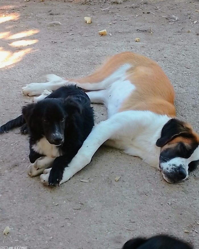 11 mesi, 13 kg. Dolce cagnolino