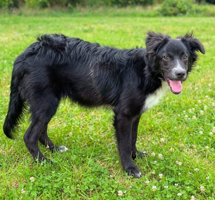 11 mesi, 13 kg. Dolce cagnolino - media 7