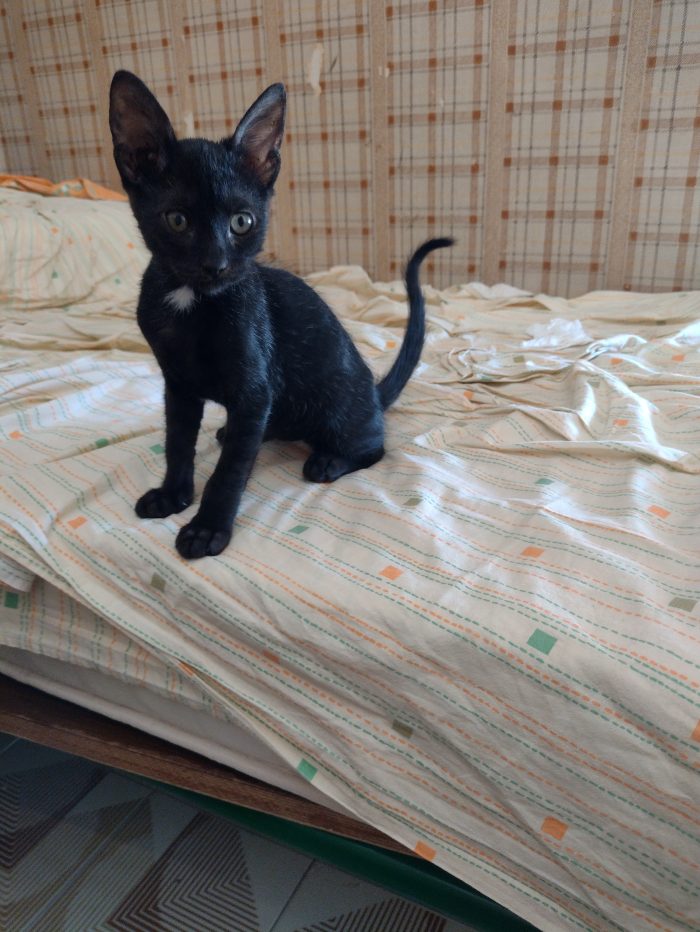 Ciao a tutti da Sofì.! splendida gattina di 2 mesi.! (Catania)