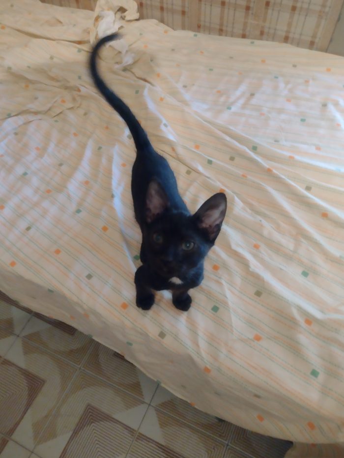 Ciao a tutti da Sofì.! splendida gattina di 2 mesi.! (Catania)