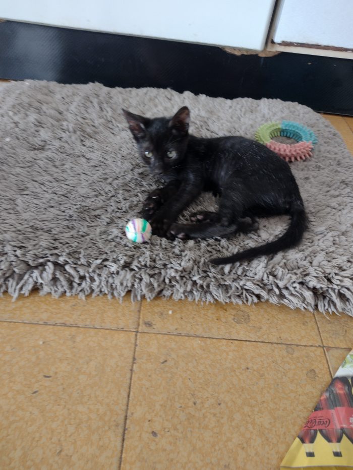 Ciao a tutti da Sofì.! splendida gattina di 2 mesi.! (Catania)