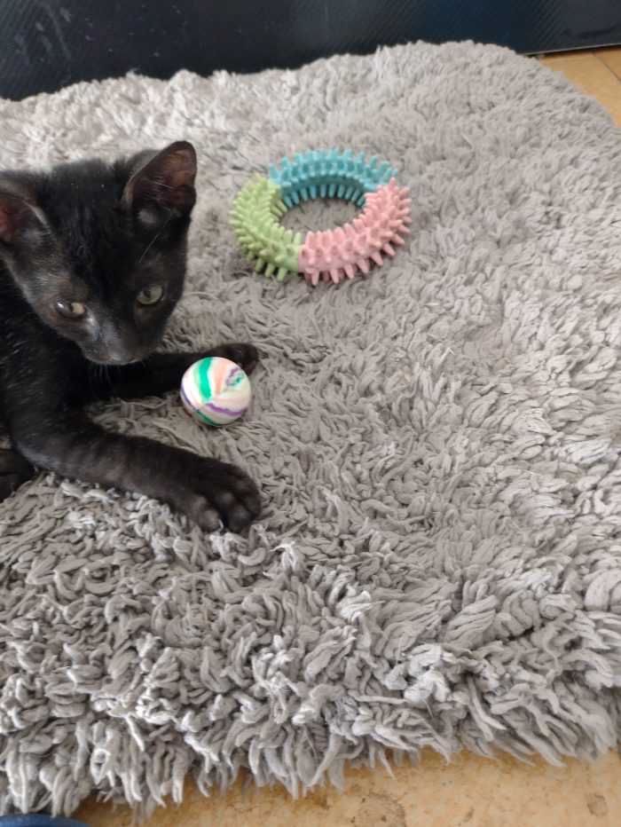 Ciao a tutti da Sofì.! splendida gattina di 2 mesi.! (Catania) - media 4