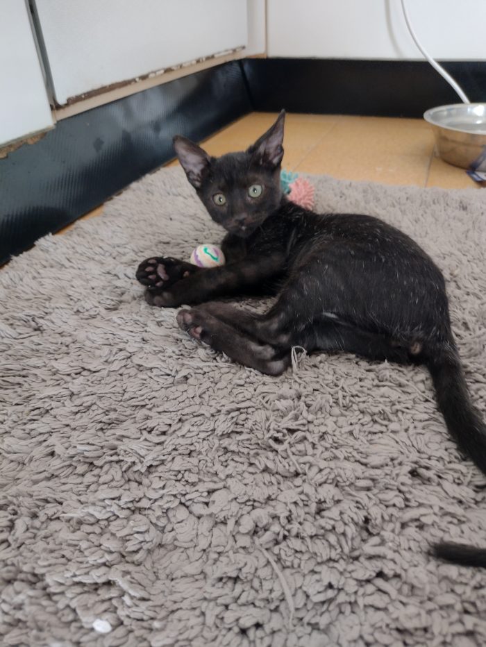Ciao a tutti da Sofì.! splendida gattina di 2 mesi.! (Catania) - media 5