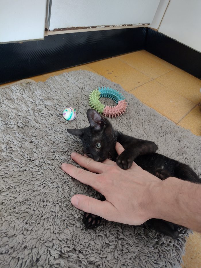 Ciao a tutti da Sofì.! splendida gattina di 2 mesi.! (Catania) - media 6